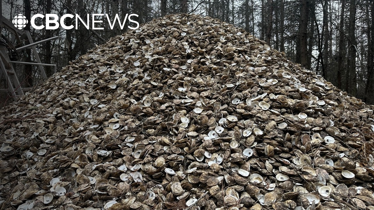 Aerial photo of oyster grow-out leases in Prince Edward Island