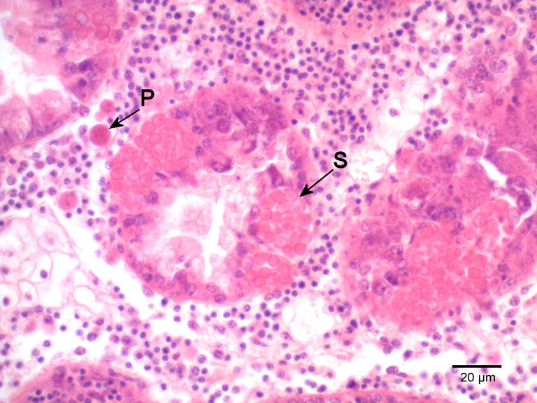 Whole oyster tissue slide, hematoxylin and eosin stain
